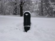 un toretto solitario nel parco della maddalena