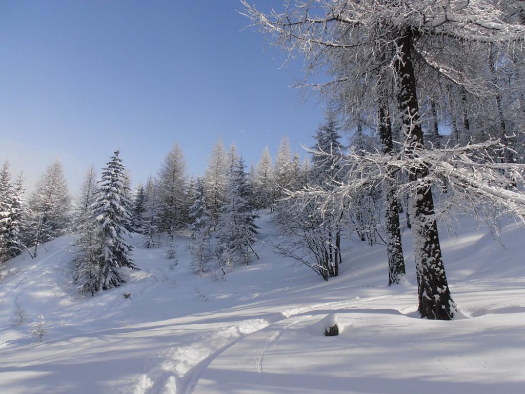 06 - nel bosco ad est della pista fisi 50