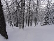 05 - nel bosco ad est della pista Fisi 50