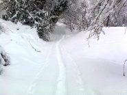 la traccia nel bosco