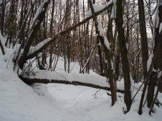 molti alberi spezzati lungo il percorso