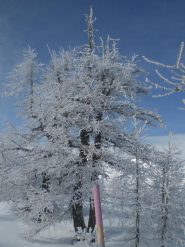 All'uscita dal bosco
