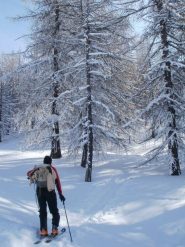 nel bosco