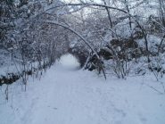 nel bosco