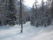 tratto bellissimo nel bosco
