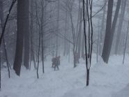 nel bosco in discesa