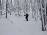 nel bosco sopra il prato cavanna