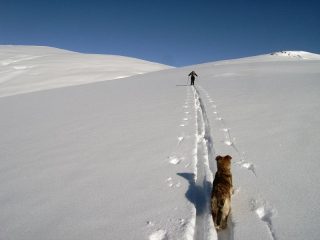 Scialpinista con cane