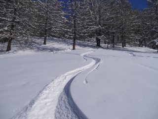 firma in uscita dal bosco