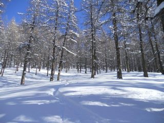 nel bosco