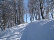 Ritorno nel bosco