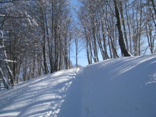 Ritorno nel bosco
