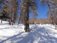 07 - il bosco ad ovest dlle piste