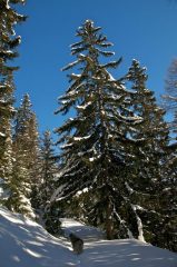 LO STERRATO CHE SALE NEL BEL BOSCO