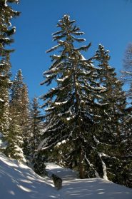 LO STERRATO CHE SALE NEL BEL BOSCO