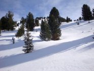 la dorsale con bosco rado