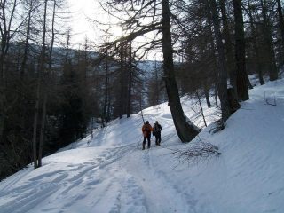 salendo nel bosco