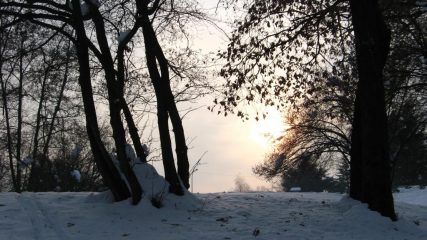 Luci pomeridiane nel bosco