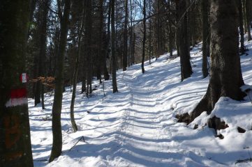 Tratto nel bosco
