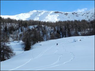 belle radure in mezzo agli alberi