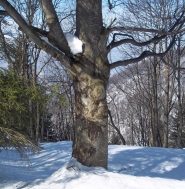 Creature del bosco 1
