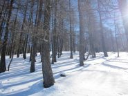 il bellissimo bosco