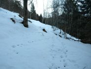 Il sentiero nel bosco, non battuto