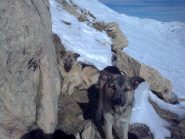 i lupetti sotto la vetta