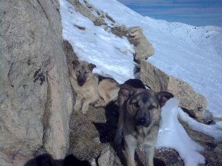 i lupetti sotto la vetta