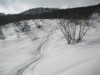 finito il boschismo si ripella