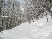 faggeto sempre fiabesco