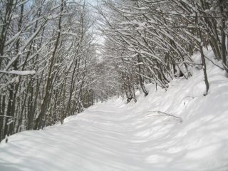 faggeto sempre fiabesco