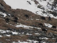 08 - camosci al pascolo