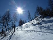 Parte alta del bosco