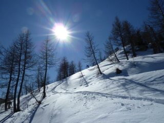 Parte alta del bosco