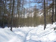 lariceto nella prima parte del percoso