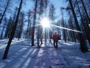 in discesa nel bosco
