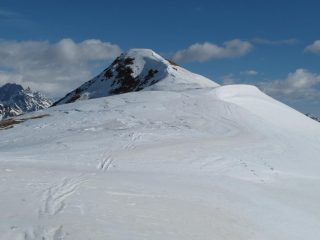 Testa Cordella