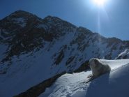 Un occasionale compagno di gita e il canale del Roc Noire