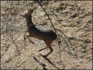 capriolo