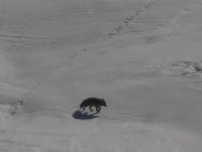 14 - La volpe - Caterina - vista da lontano mentre passeggiava sul Lago Serrù...