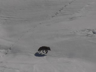 14 - La volpe - Caterina - vista da lontano mentre passeggiava sul Lago Serrù...