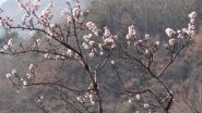 primo Marzo pesco in fiore a 1000m