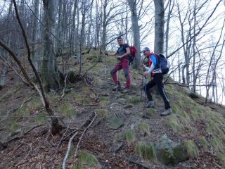 nel bosco di faggi