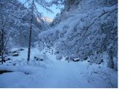 Alberi carichi di neve..