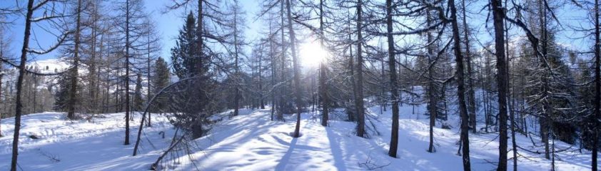 quasi superato il bosco...