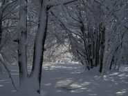 entrando nel bosco incantato