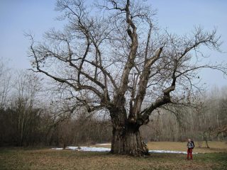 Castagna Granda