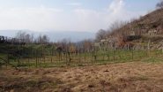i vigneti