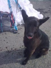 Luponero al Rifugio del Faiallo